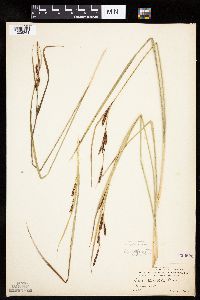 Carex aquatilis var. minor image