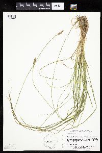 Carex arcta image