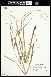 thumbnail image of current specimen