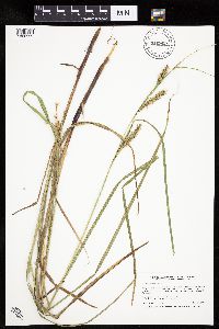 Thumbnail image of current specimen