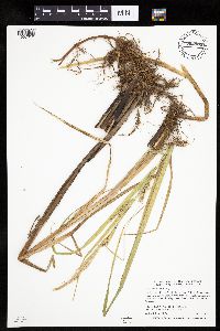 thumbnail image of current specimen