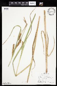 thumbnail image of current specimen