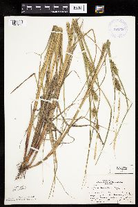 thumbnail image of current specimen
