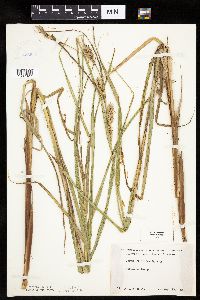 Thumbnail image of current specimen