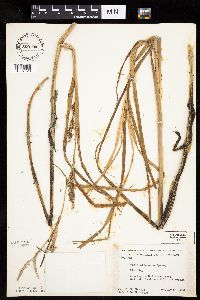 Thumbnail image of current specimen