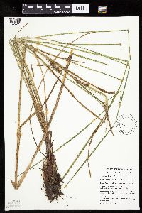 thumbnail image of current specimen