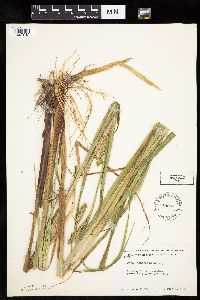 thumbnail image of current specimen
