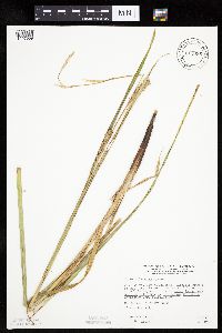 thumbnail image of current specimen