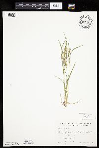 Image of Carex aurea