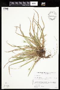Carex backii image
