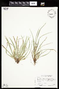 Carex backii image