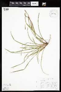 Carex backii image