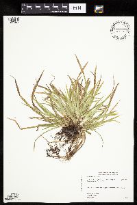 Carex backii image