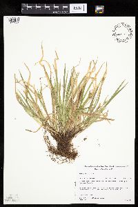 Carex backii image