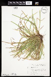 Carex backii image