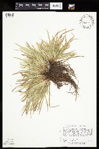 Carex backii image