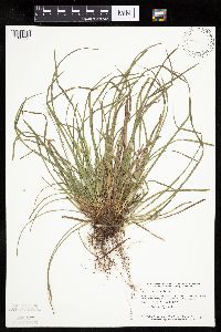 Carex backii image