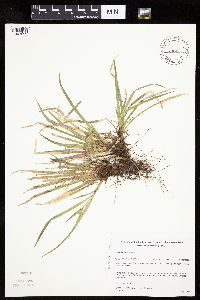 Carex backii image