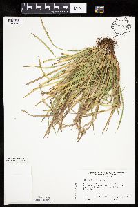 Carex backii image