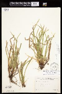 Carex backii image
