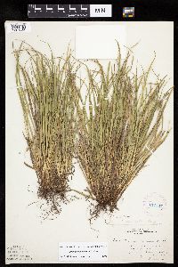 Carex backii image
