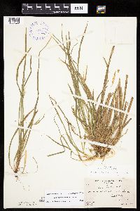 Carex backii image