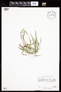 Carex backii image