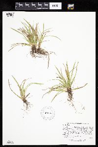 Carex backii image