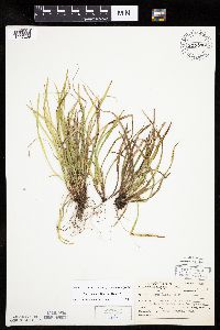 Carex backii image
