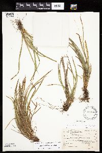Carex backii image