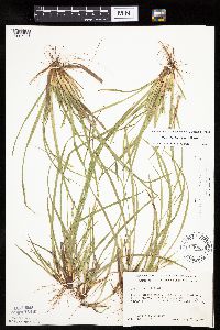 Carex backii image