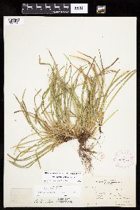 Carex backii image
