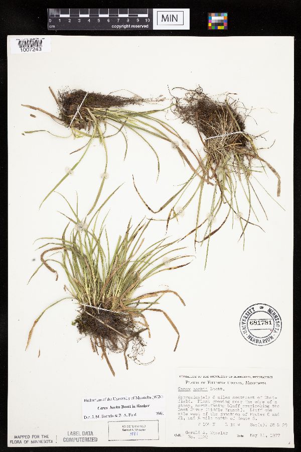 Carex backii image