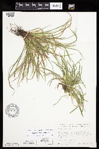 Carex backii image