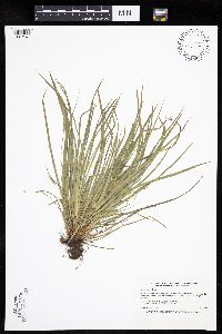 Carex backii image
