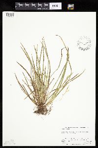 Carex backii image