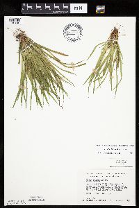 Carex backii image