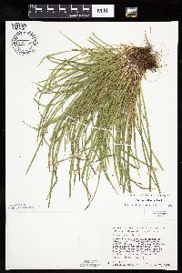 Carex backii image