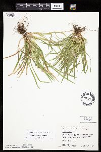 Carex backii image