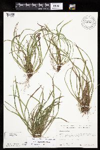 Carex backii image