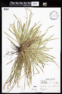 Carex backii image
