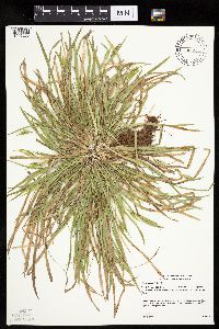 Carex backii image