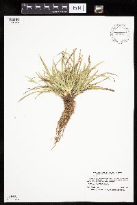Carex backii image