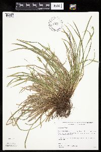 Carex backii image