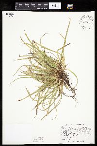Carex backii image