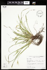 Carex backii image