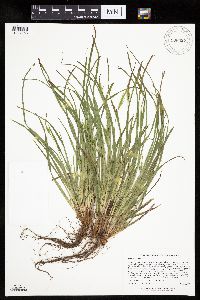 Carex backii image