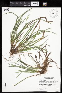 Carex backii image