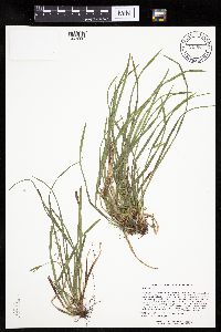 Carex backii image