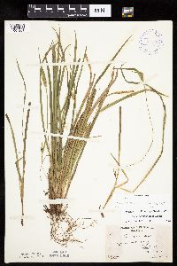 Carex backii image